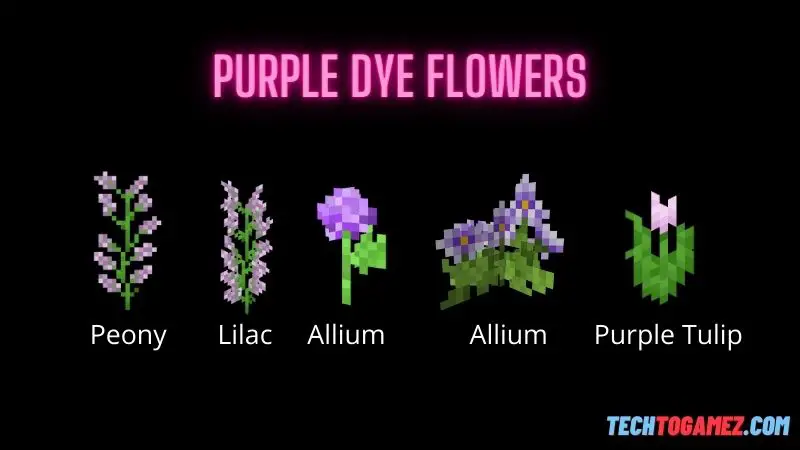 How To Get Purple Dye in Minecraft Flowers
